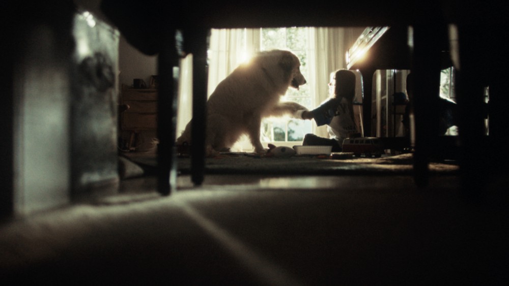 Amor Animal